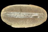 Fossil Fern (Neuropteris) Pos/Neg - Mazon Creek #121186-1